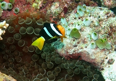 Velidhu - 2013_03_10 - IMG_0427rf_Poisson clown de Clark - Amphiprion clarki_Kuda faru_Plongee